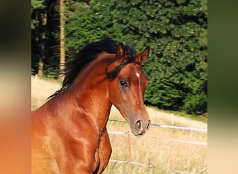 Vollblutaraber, Wallach, 2 Jahre, 157 cm, Brauner