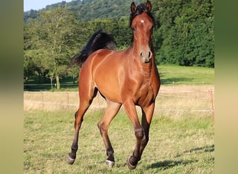 Vollblutaraber, Wallach, 2 Jahre, 157 cm, Brauner