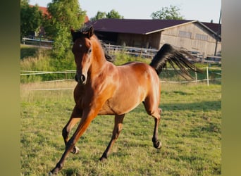 Vollblutaraber, Wallach, 2 Jahre, 157 cm, Brauner