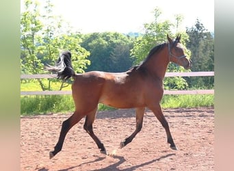 Vollblutaraber, Wallach, 2 Jahre, 157 cm, Brauner
