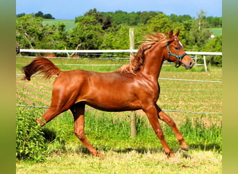 Vollblutaraber, Wallach, 2 Jahre, 157 cm, Fuchs