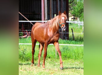 Vollblutaraber, Wallach, 2 Jahre, 157 cm, Fuchs
