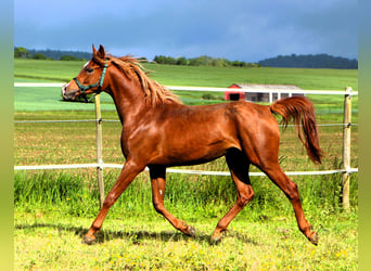 Vollblutaraber, Wallach, 2 Jahre, 157 cm, Fuchs