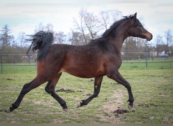 Vollblutaraber, Wallach, 2 Jahre, 158 cm, Brauner