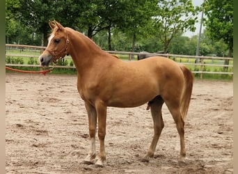 Vollblutaraber, Wallach, 2 Jahre, 158 cm, Fuchs