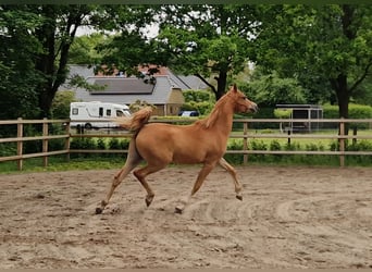 Vollblutaraber, Wallach, 2 Jahre, 158 cm, Fuchs