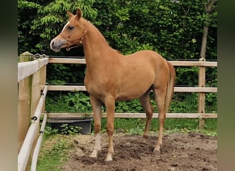 Vollblutaraber, Wallach, 2 Jahre, 158 cm, Fuchs