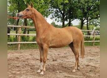 Vollblutaraber, Wallach, 2 Jahre, 158 cm, Fuchs