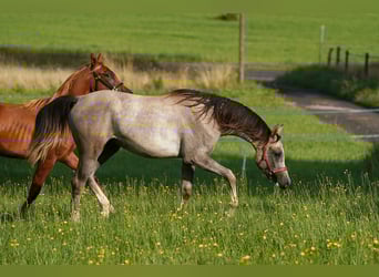Vollblutaraber, Wallach, 2 Jahre, 158 cm, Schimmel