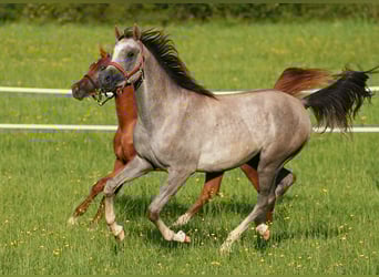 Vollblutaraber, Wallach, 2 Jahre, 158 cm, Schimmel