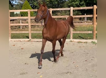 Vollblutaraber, Wallach, 2 Jahre, 160 cm, Dunkelfuchs