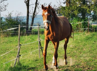 Vollblutaraber, Wallach, 2 Jahre, 162 cm, Fuchs