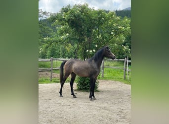 Vollblutaraber, Wallach, 2 Jahre, Schimmel
