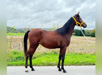 Vollblutaraber, Wallach, 3 Jahre, 148 cm, Brauner