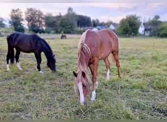 Vollblutaraber, Wallach, 3 Jahre, 150 cm, Rappe