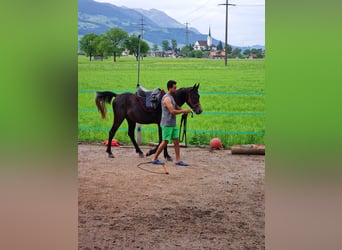 Vollblutaraber, Wallach, 3 Jahre, 150 cm, Schimmel