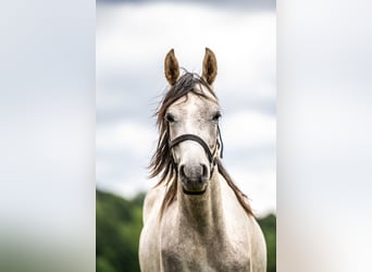 Vollblutaraber, Wallach, 3 Jahre, 151 cm, Schimmel