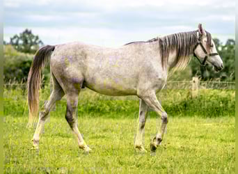 Vollblutaraber, Wallach, 3 Jahre, 151 cm, Schimmel