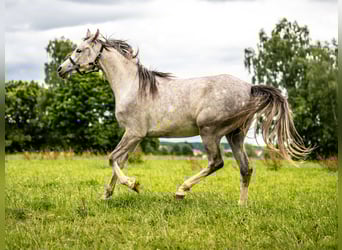 Vollblutaraber, Wallach, 3 Jahre, 151 cm, Schimmel