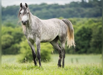 Vollblutaraber, Wallach, 3 Jahre, 151 cm, Schimmel