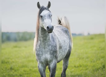 Vollblutaraber, Wallach, 3 Jahre, 151 cm, Schimmel
