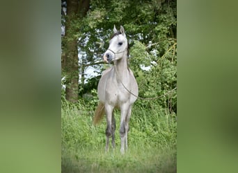 Vollblutaraber, Wallach, 3 Jahre, 152 cm, Schimmel