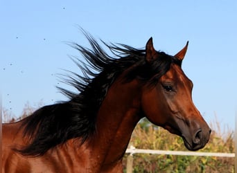 Vollblutaraber, Wallach, 3 Jahre, 153 cm, Brauner