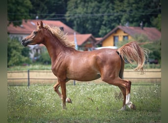 Vollblutaraber, Wallach, 3 Jahre, 153 cm, Fuchs