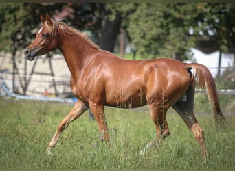 Vollblutaraber, Wallach, 3 Jahre, 153 cm, Fuchs