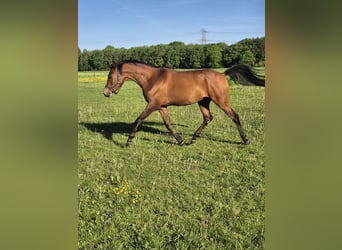 Vollblutaraber, Wallach, 3 Jahre, 154 cm, Brauner
