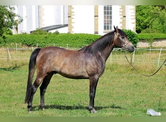 Vollblutaraber, Wallach, 3 Jahre, 154 cm, Schimmel