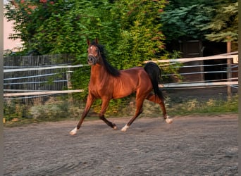 Vollblutaraber, Wallach, 3 Jahre, 155 cm, Brauner