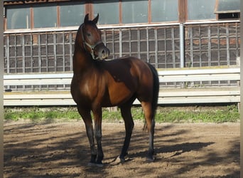 Vollblutaraber, Wallach, 3 Jahre, 155 cm, Brauner