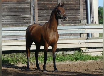 Vollblutaraber, Wallach, 3 Jahre, 155 cm, Brauner