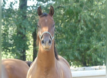 Vollblutaraber, Wallach, 3 Jahre, 155 cm, Brauner