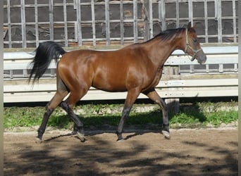 Vollblutaraber, Wallach, 3 Jahre, 155 cm, Brauner