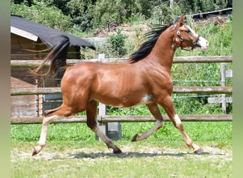 Vollblutaraber, Wallach, 3 Jahre, 155 cm, Brauner