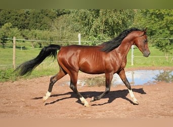Vollblutaraber, Wallach, 3 Jahre, 155 cm, Dunkelbrauner