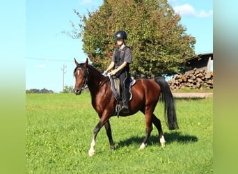 Vollblutaraber, Wallach, 3 Jahre, 155 cm, Dunkelbrauner