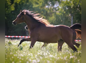 Vollblutaraber, Wallach, 3 Jahre, 155 cm