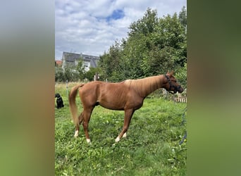 Vollblutaraber, Wallach, 3 Jahre, 155 cm, Fuchs