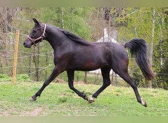 Vollblutaraber, Wallach, 3 Jahre, 155 cm, Rappe