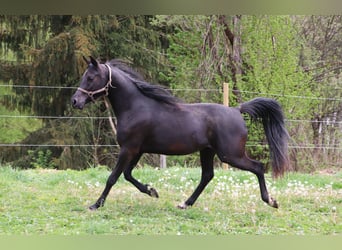 Vollblutaraber, Wallach, 3 Jahre, 155 cm, Rappe