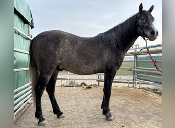 Vollblutaraber, Wallach, 3 Jahre, 155 cm, Schimmel