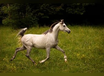 Vollblutaraber, Wallach, 3 Jahre, 155 cm, Schimmel