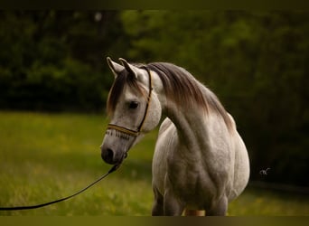 Vollblutaraber, Wallach, 3 Jahre, 155 cm, Schimmel
