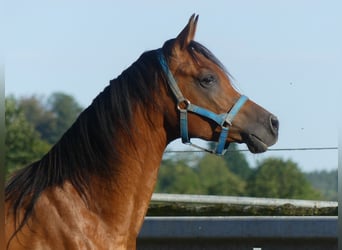Vollblutaraber, Wallach, 3 Jahre, 156 cm, Brauner