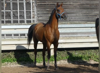 Vollblutaraber, Wallach, 3 Jahre, 156 cm, Brauner
