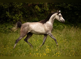 Vollblutaraber, Wallach, 3 Jahre, 156 cm, Schimmel