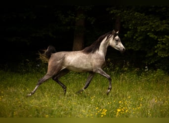 Vollblutaraber, Wallach, 3 Jahre, 156 cm, Schimmel